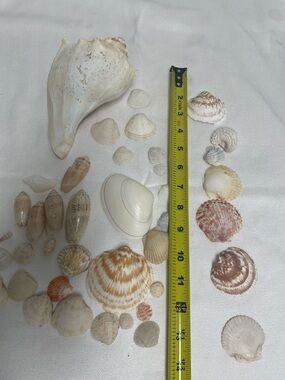 MIXED LOT OF 40+ RARE & COMMON SEASHELLS COLLECTION Conch Olive Cockle 1.8 lbs